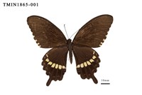 藏品(玉帶鳳蝶)的圖片